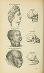 Иллюстрация из книги «Типы человечества» 1854 года. Джозия Кларк Нотт и Джордж Робинс Глиддон считали, что негроидная раса является ступенью творения между греками и шимпанзе. Скан из книги Стивена Гулда «Ложное измерение человека» (1981)