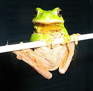 Hyla meridionalis de La Gaude