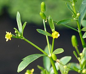 Ranunculus sceleratus ENBLA04.jpg