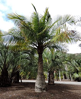 <i>Ravenea madagascariensis</i> Species of palm