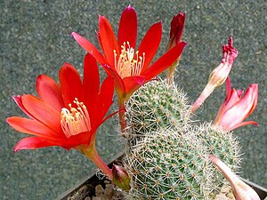 Rebutia spegazziniana 1.jpg