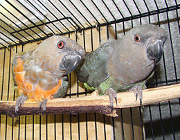 Pár papoušků rudobřichých v kleci.JPG