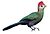 Red-crested Turaco RWD hvit bakgrunn.jpg