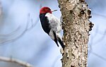 Thumbnail for File:Red-headed-woodpecker-1.jpg
