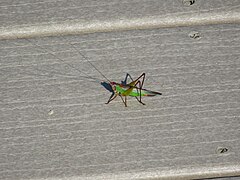 Red-legged grasshopper in 2016