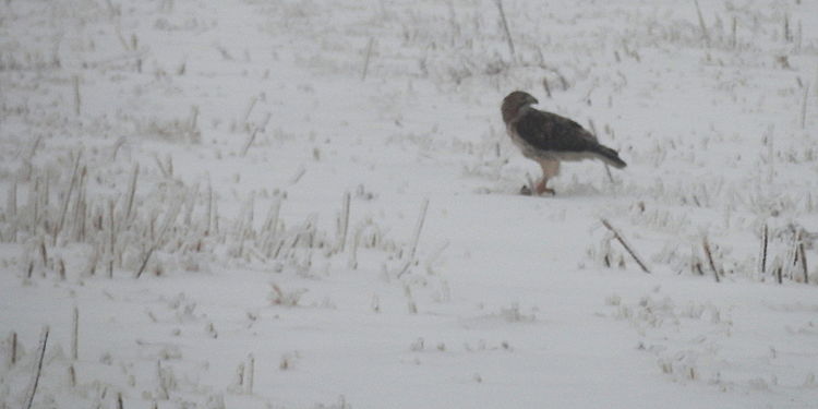 Red-tailed Hawk (Buteo jamaicensis)