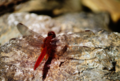 Red - Dragonfly.png