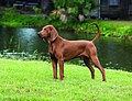 Thumbnail for Redbone Coonhound