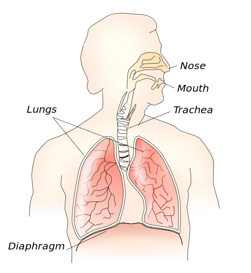  Respiratory system 