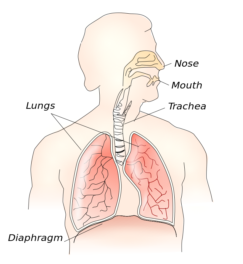 الجسم الأكسجين الى الجهاز الذي هو من .... يأخذ الهواء حل سؤال