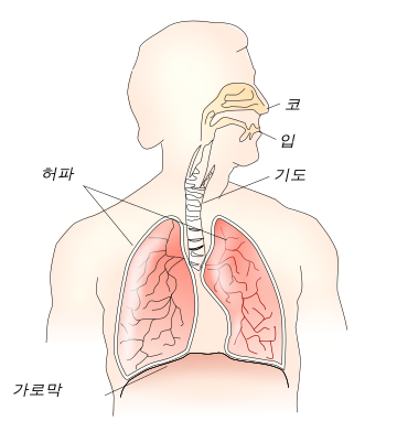 호흡근