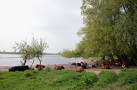 Koeien in de uiterwaarden bij Wageningen