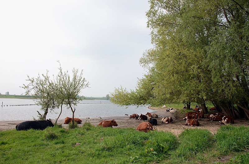 File:Resting cows along the Rhine river near Wageningen - panoramio.jpg