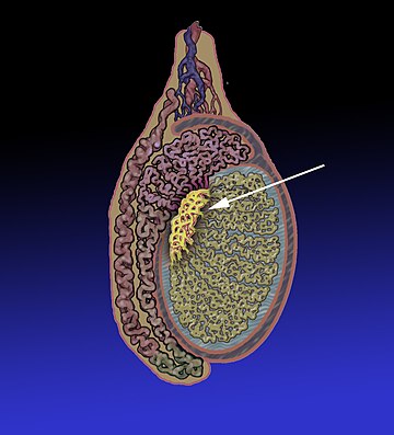 Rete testis