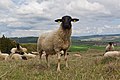 Rhön-Schafe sind eine besondere Rasse aus der Gegend.
