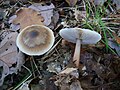 Horngrauer Rübling (Rhodocollybia asema)