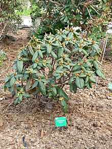 Rhododendron erosum - Ботанический сад Копенгагенского университета - DSC07544.JPG