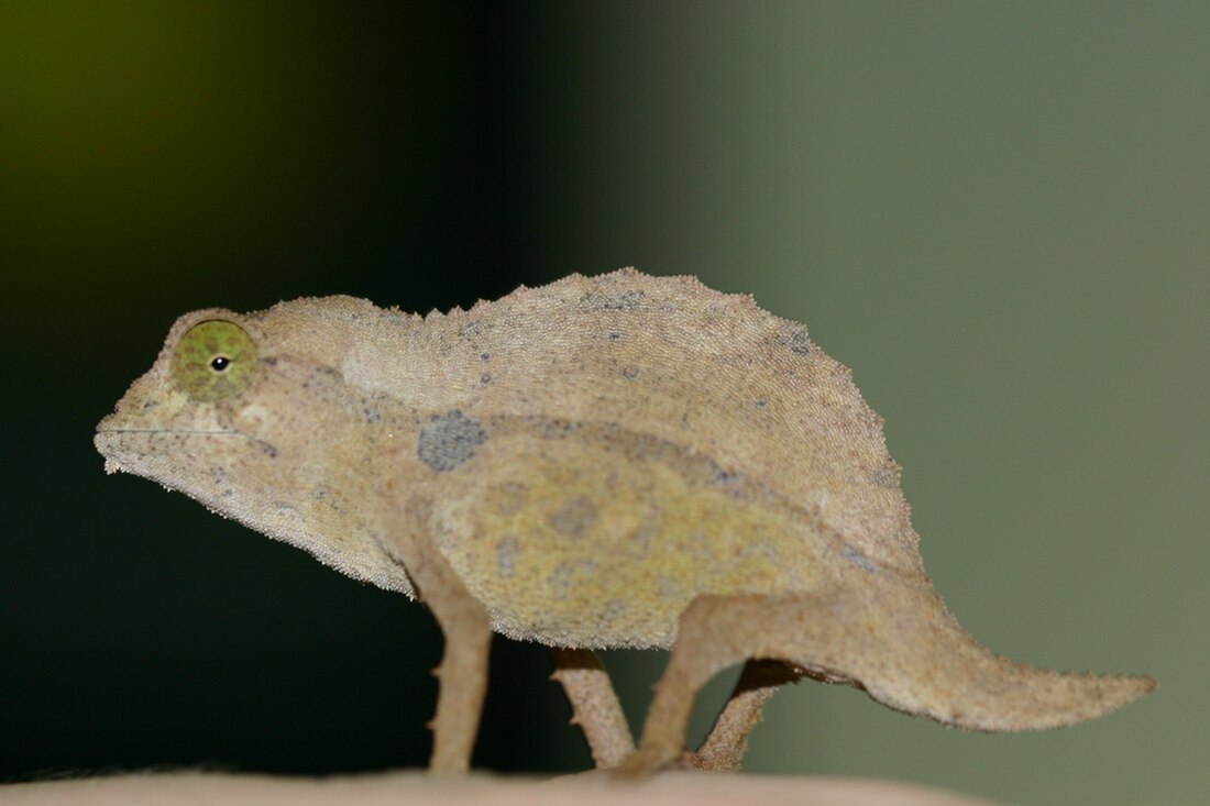 Rieppeleon brevicaudatus