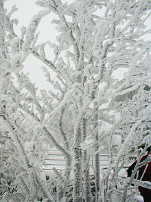 Hard rime on a tree Rime ice.jpg