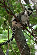 Ringstaartmaki (Lemur catta)