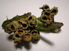 Closeup of vacated or predated galls cells Robin's pincushion gall.JPG
