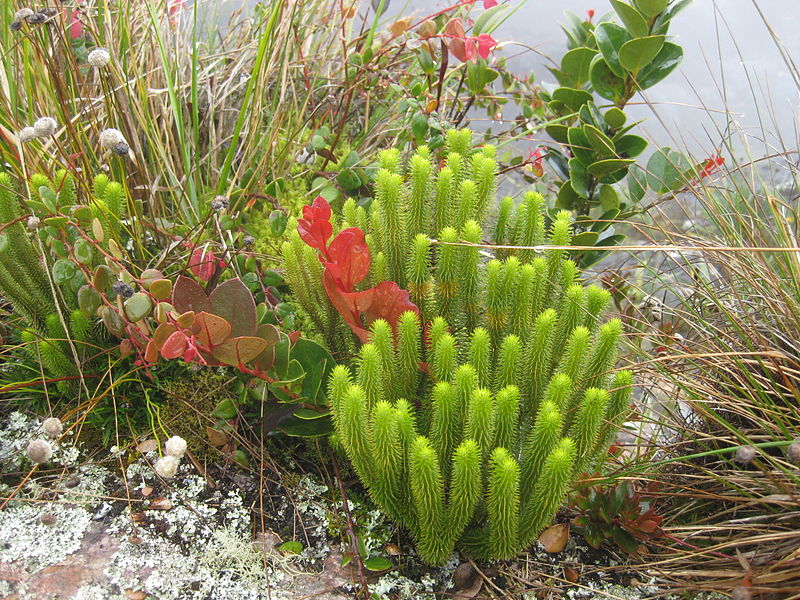 File:Roraima plant10.jpg