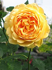 at the English Rose garden of Ofusa-Kannon, Kashihara, Nara, Japan.