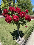 Thumbnail for File:Roses in Sonoma - May 2023 - Sarah Stierch.jpg