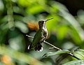 * Nomination Ruby-throated hummingbird in Central Park --Rhododendrites 12:16, 13 October 2021 (UTC) * Promotion  Support Good quality. --Commonists 12:28, 13 October 2021 (UTC)