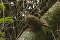 Ruddy Ground Dove - REGUA - Brazil MG 9409 (12930774493).jpg