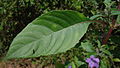 Ruellia paniculata L. (6111629353).jpg