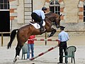 Selle français, race de sport internationalement reconnue.