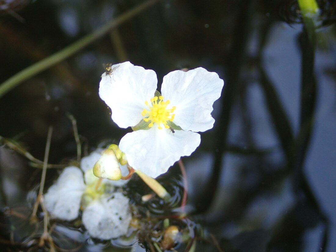 Sagittaria cristata