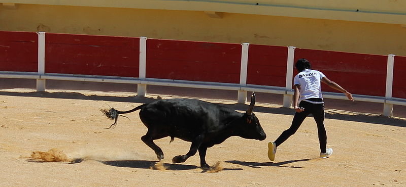 File:Saintes-Maries-de-la-Mer - Arènes - Raseteur Garcia et taureau-001.JPG