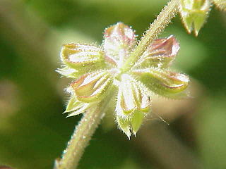 <i>Salvia bulleyana</i> Species of flowering plant