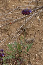 Salvia columbariae