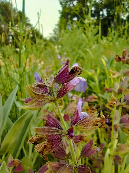 File:Salvia officinalis (lat.common sage).jpg