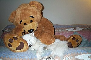 Samoyed-and-teddy-bear.jpg