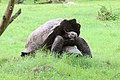 Tortues géantes de Santa Cruz