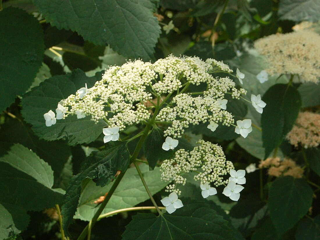 Hydrangea radiata