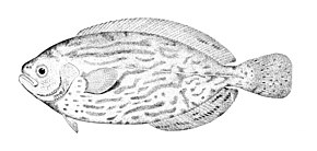 Resim açıklaması Schedophilus medusophagus.jpg.