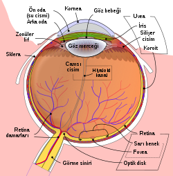 Schematic diagram of the human eye tr.svg