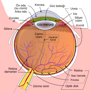 Göz: Görme organı