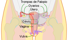 Scheme female reproductive system-es.svg