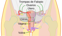 Scheme female reproductive system-es.svg