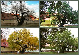 Yılın farklı zamanlarında yetişkin bir ağacın genel görünümü Almanya