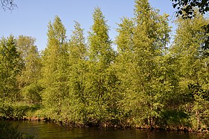 Schleswig-Holstein, Tellingstedt, Landschaftsschutzgebiet Großes Moor Kätner Moor NIK 7062.jpg