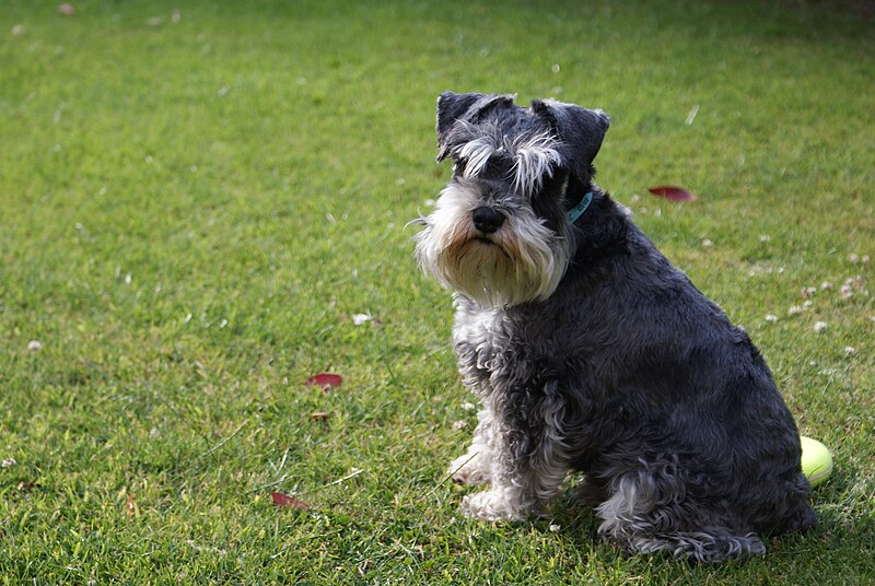 File:Schnauzerdog2.JPG