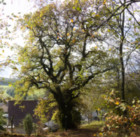 Eiche über dem Dorf