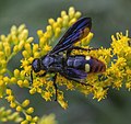 * Nomination Scolia dubia (blue-winged scoliid wasp) on goldenrod (Solidago spp.), Frederick County, Maryland --Acroterion 03:31, 12 September 2022 (UTC) * Promotion  Support Good quality. --Jsamwrites 06:40, 12 September 2022 (UTC)